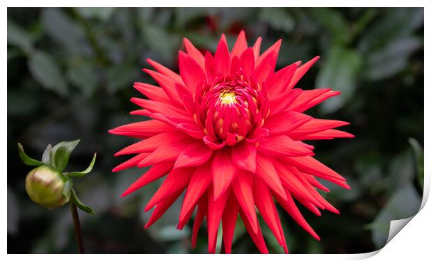 Red  Cactus dahlia Flower in bloom Print by Dave Collins
