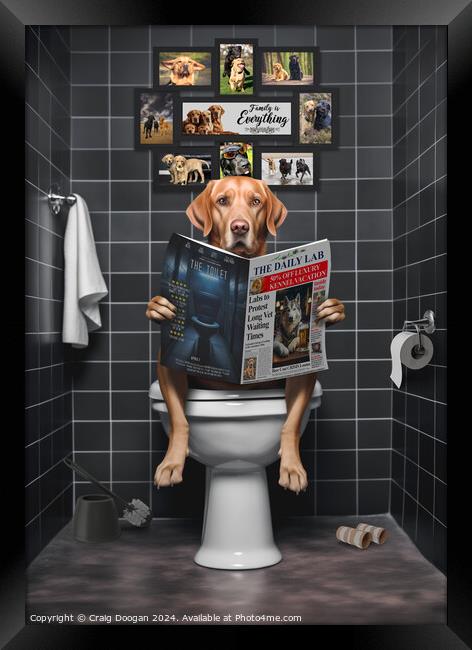 Fox Red Labrador on the Toilet Framed Print by Craig Doogan