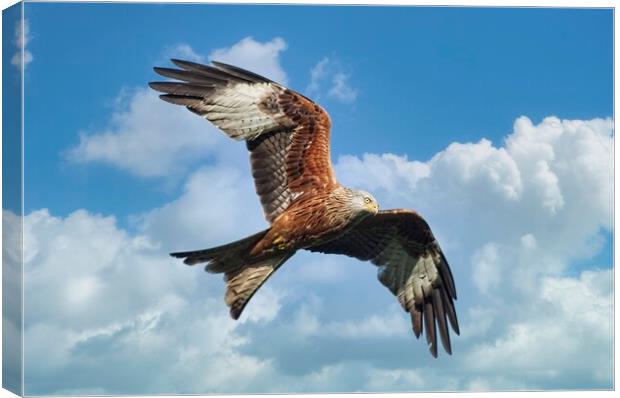 Soaring Red Kite Bird of Prey Canvas Print by Martyn Arnold