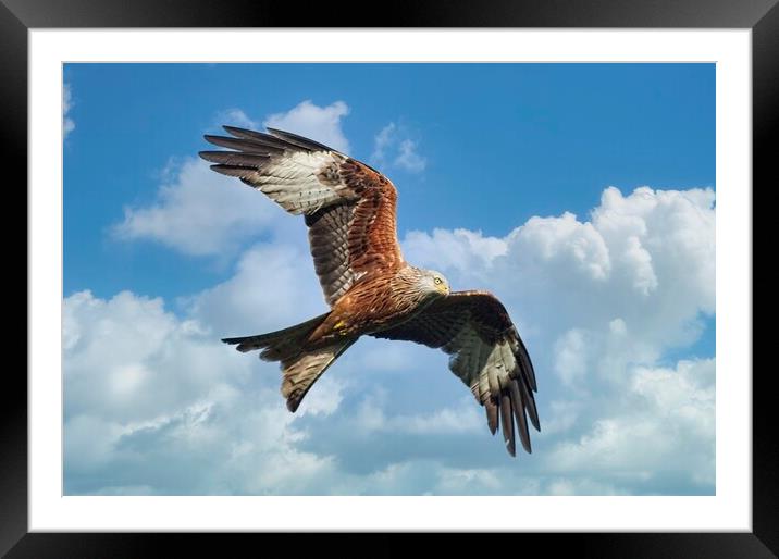 Soaring Red Kite Bird of Prey Framed Mounted Print by Martyn Arnold