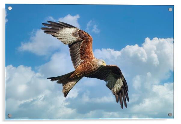Soaring Red Kite Bird of Prey Acrylic by Martyn Arnold