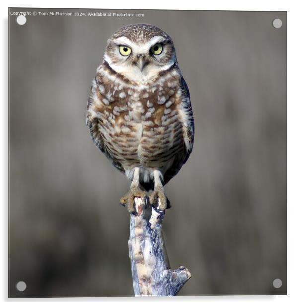 Owl Acrylic by Tom McPherson