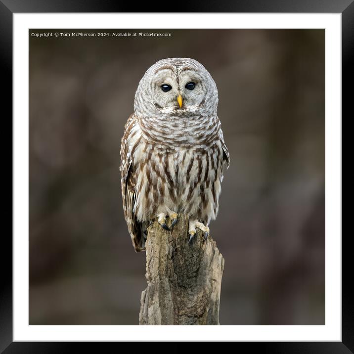 Owl in Tree Framed Mounted Print by Tom McPherson