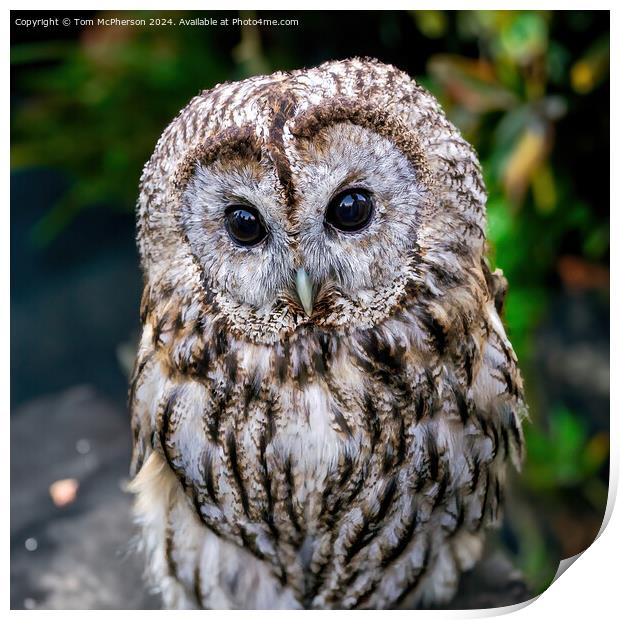 Tawny Owl Print by Tom McPherson