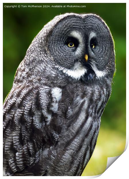 Owl Print by Tom McPherson