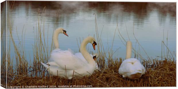 Swan Serenity  Canvas Print by Charlotte Radford