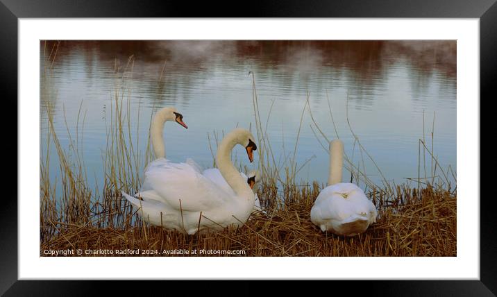 Swan Serenity  Framed Mounted Print by Charlotte Radford