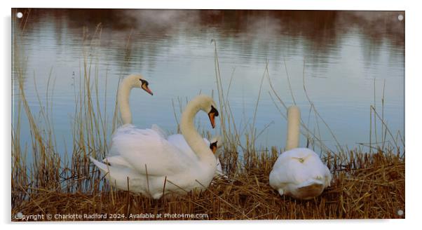 Swan Serenity  Acrylic by Charlotte Radford