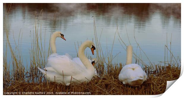 Swan Serenity  Print by Charlotte Radford