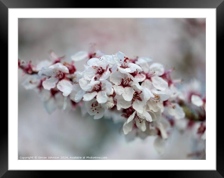 A close up of spring Cherry blossom Framed Mounted Print by Simon Johnson