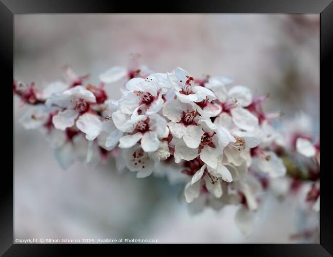 A close up of spring Cherry blossom Framed Print by Simon Johnson