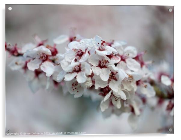 A close up of spring Cherry blossom Acrylic by Simon Johnson
