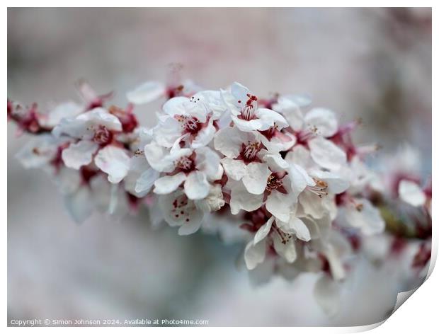 A close up of spring Cherry blossom Print by Simon Johnson