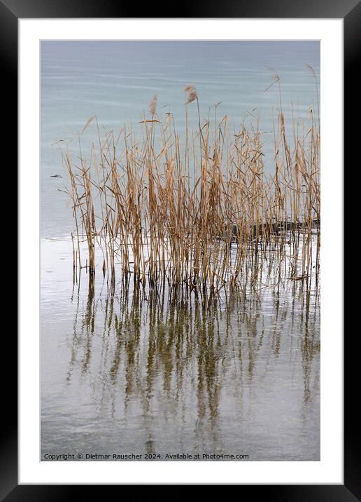 Common Reed on Lake Weissensee, Carinthia Framed Mounted Print by Dietmar Rauscher
