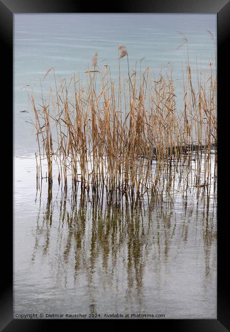 Common Reed on Lake Weissensee, Carinthia Framed Print by Dietmar Rauscher