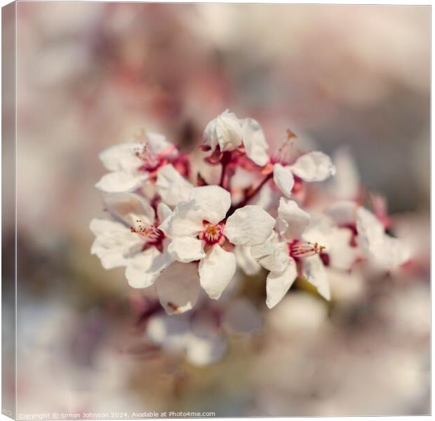Cherry Blossom flower Canvas Print by Simon Johnson