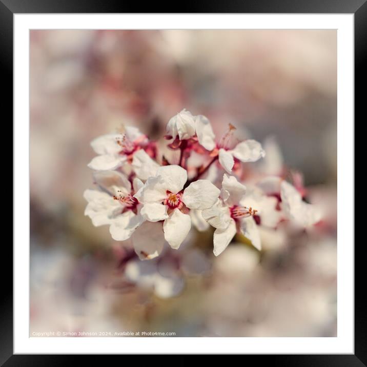 Cherry Blossom flower Framed Mounted Print by Simon Johnson