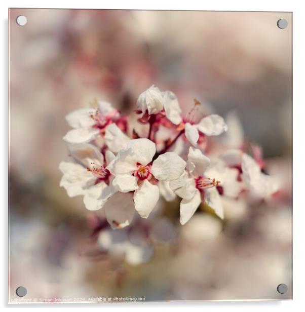 Cherry Blossom flower Acrylic by Simon Johnson