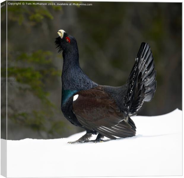 The Capercaillie Canvas Print by Tom McPherson
