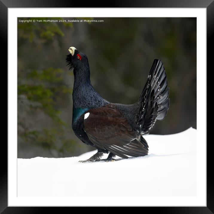 The Capercaillie Framed Mounted Print by Tom McPherson
