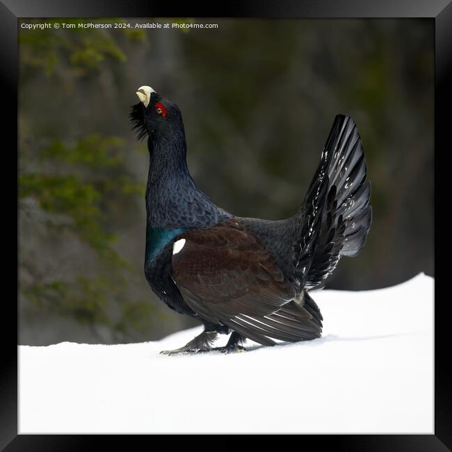 The Capercaillie Framed Print by Tom McPherson