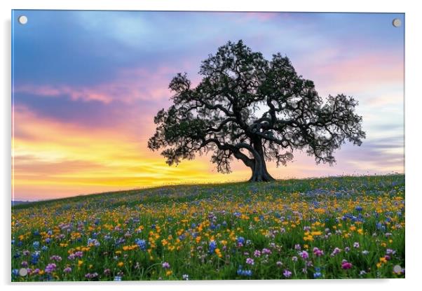 A very old gnarled tree stands alone in a field of flowers at su Acrylic by Michael Piepgras