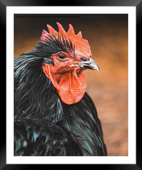 Cockerel Portrait - Rooster at Dawn Framed Mounted Print by Bradley Taylor