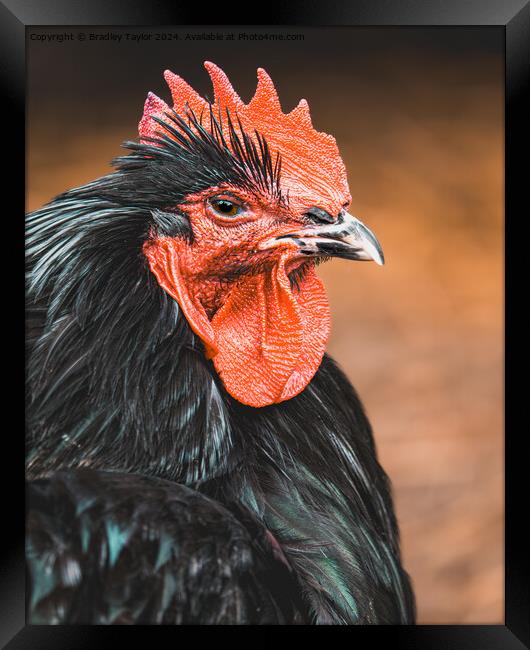 Cockerel Portrait - Rooster at Dawn Framed Print by Bradley Taylor