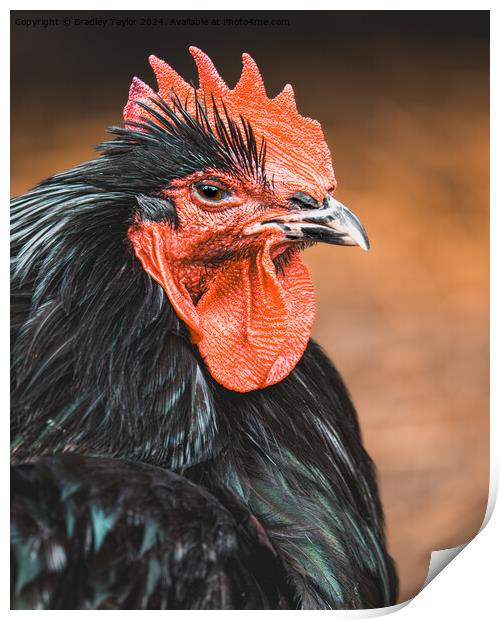 Cockerel Portrait - Rooster at Dawn Print by Bradley Taylor