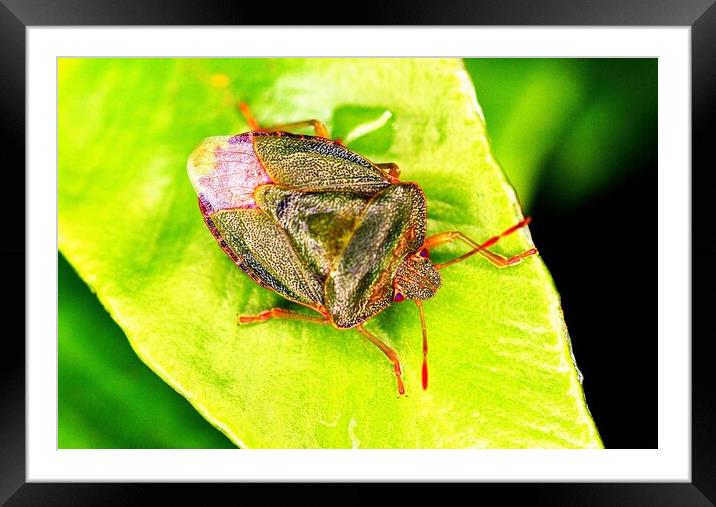 Green Shield Bug Framed Mounted Print by Bryan 4Pics