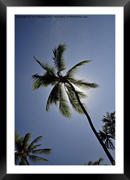 Palm tree. Framed Mounted Print by John Morgan