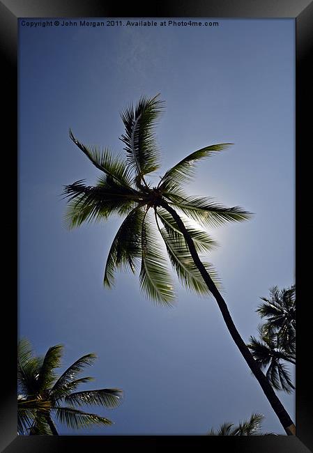 Palm tree. Framed Print by John Morgan