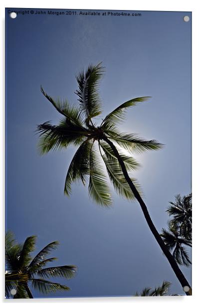 Palm tree. Acrylic by John Morgan