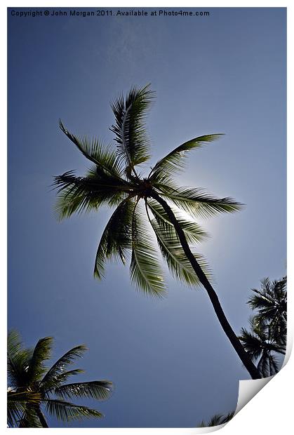 Palm tree. Print by John Morgan