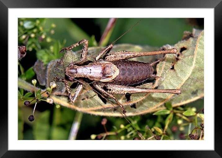 Male Dark Bush Cricket Framed Mounted Print by Bryan 4Pics