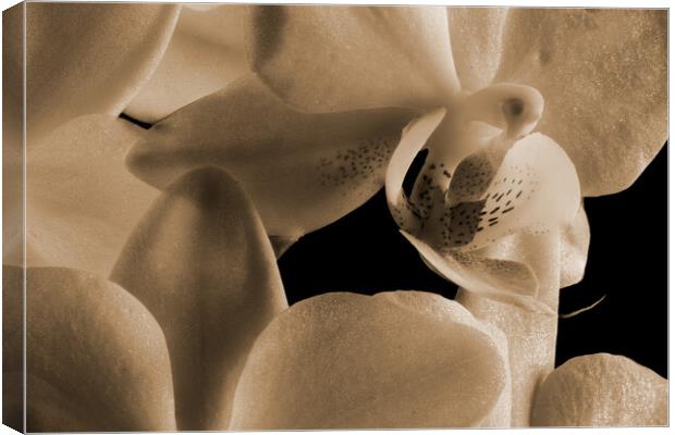 inside an orchid in sepia Canvas Print by youri Mahieu
