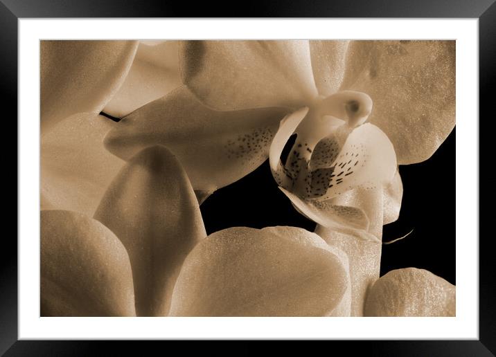 inside an orchid in sepia Framed Mounted Print by youri Mahieu