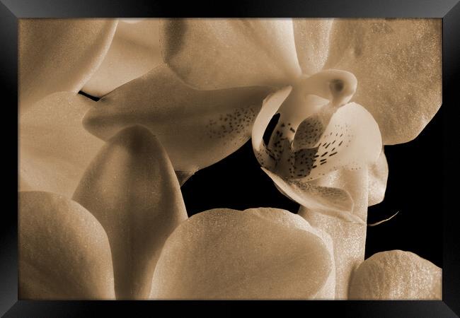inside an orchid in sepia Framed Print by youri Mahieu