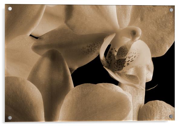 inside an orchid in sepia Acrylic by youri Mahieu