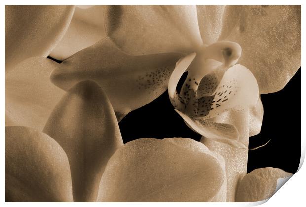 inside an orchid in sepia Print by youri Mahieu