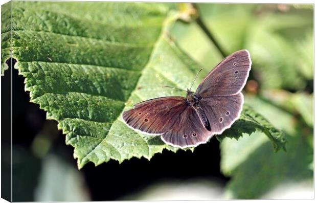 Ringlet Butterfly, Canvas Print by Bryan 4Pics