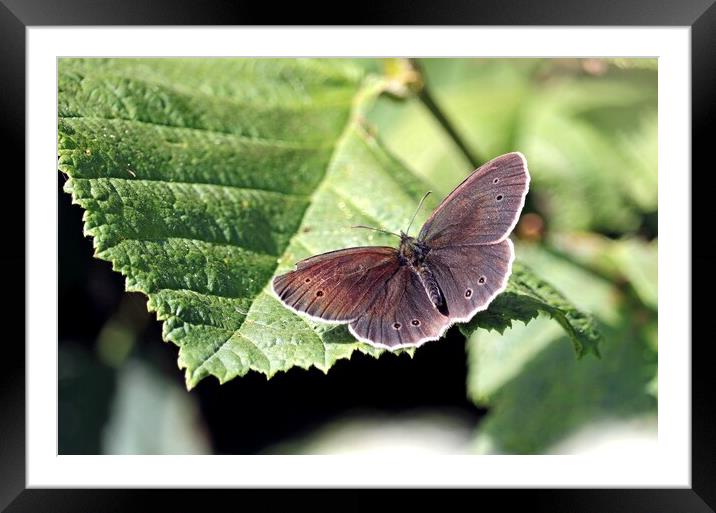 Ringlet Butterfly, Framed Mounted Print by Bryan 4Pics