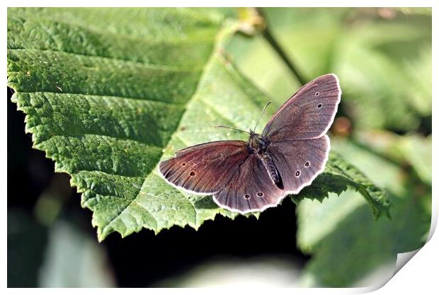 Ringlet Butterfly, Print by Bryan 4Pics