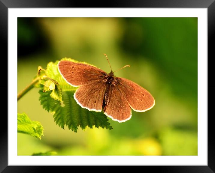 Ringlet Butterfly Framed Mounted Print by Bryan 4Pics