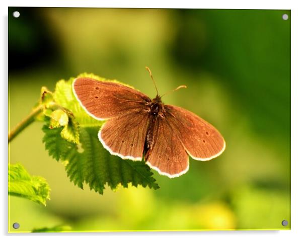 Ringlet Butterfly Acrylic by Bryan 4Pics