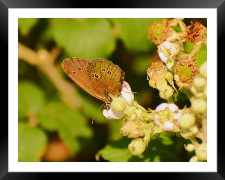 Ringlet butterfly, Underwing Framed Mounted Print by Bryan 4Pics