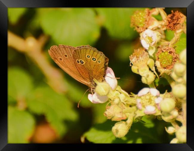 Ringlet butterfly, Underwing Framed Print by Bryan 4Pics