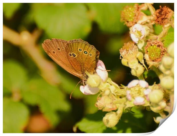 Ringlet butterfly, Underwing Print by Bryan 4Pics