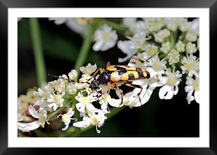Spotted Longhorn Beetle Framed Mounted Print by Bryan 4Pics