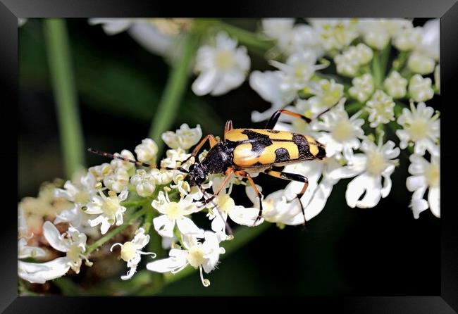 Spotted Longhorn Beetle Framed Print by Bryan 4Pics